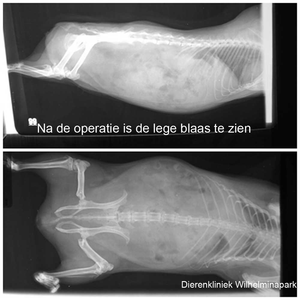 Een cavia met een blaassteen controle foto na de operatie